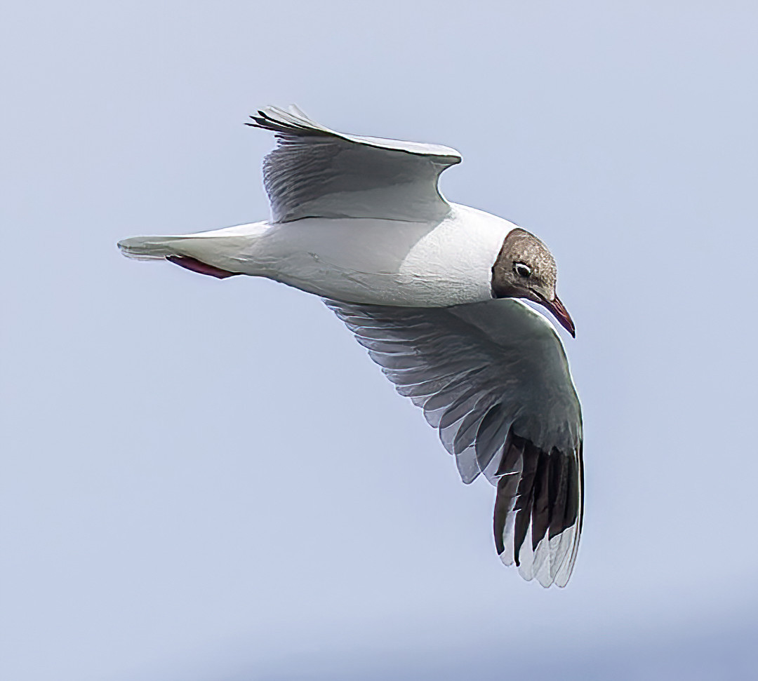 image Brown-hooded Gull